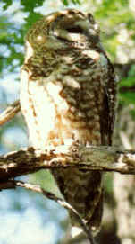 Mexican spotted owl (Strix occidentalis lucida)